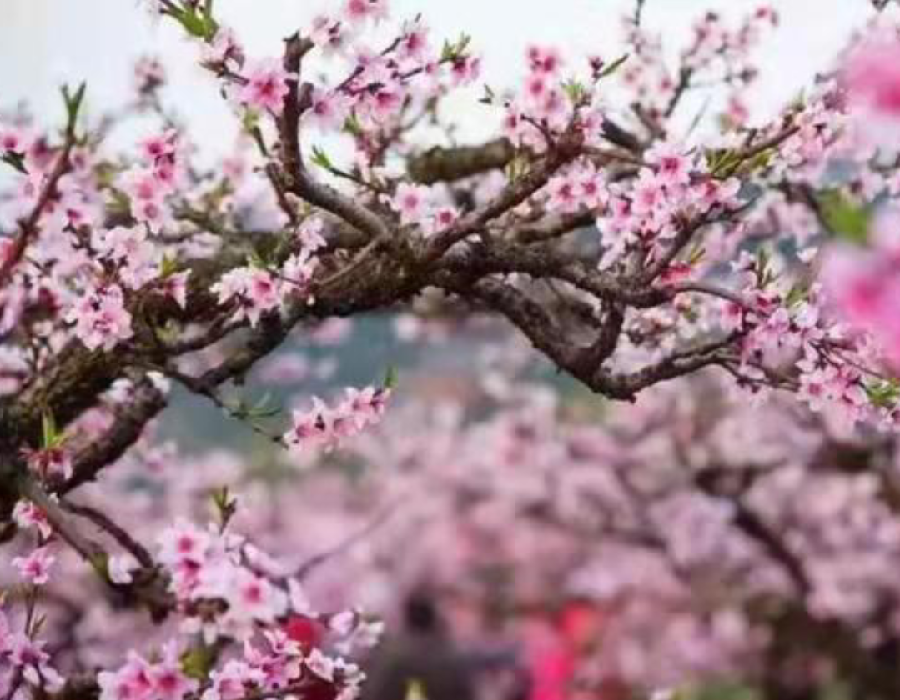 先锋诗派海南分会专刊【仿古体新诗】看桃花 另附词牌一首 文/兰云 京津沪头条