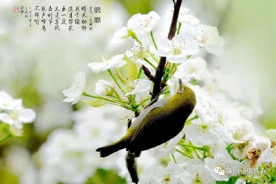 梨花Ⅱ文图/吕锦芳（图5）