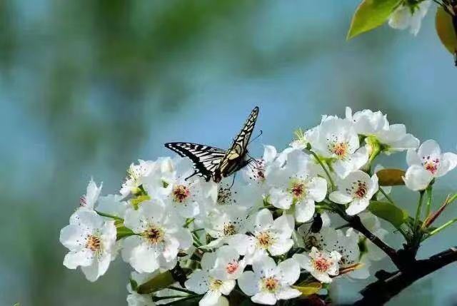 梨花Ⅱ文图/吕锦芳