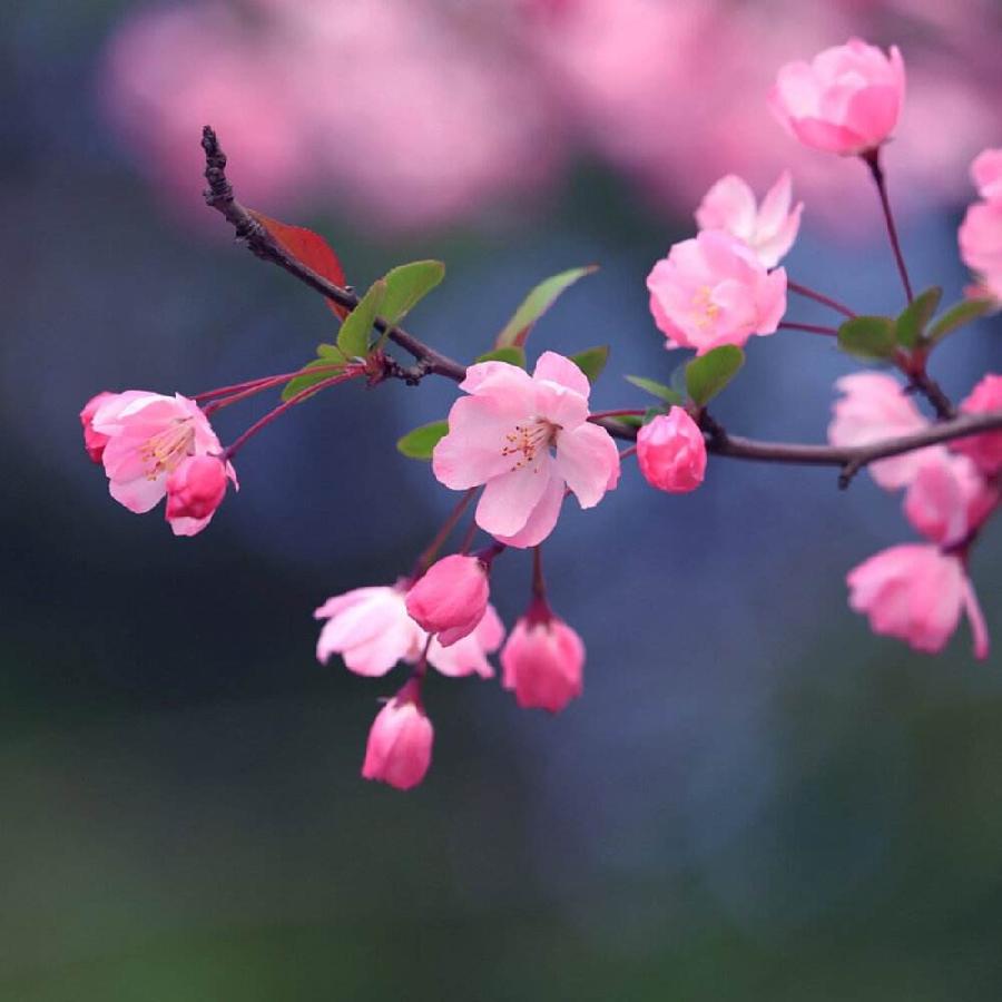 蝶恋花:春之韵(组诗)文/雷州曹南强(图6)