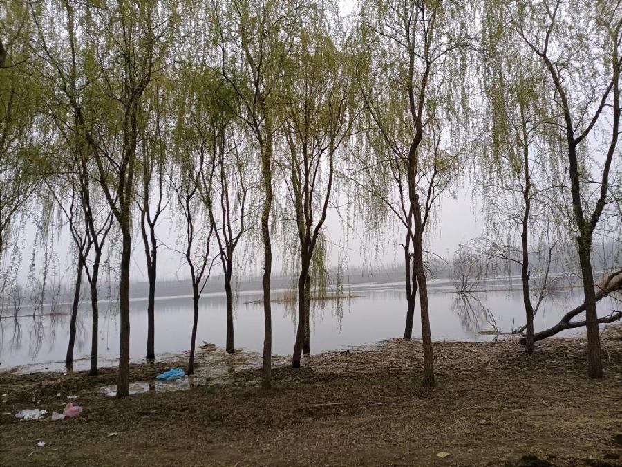 七律四首.【山河无恙赋诗来】平水韵 文/王仲飞（北京）【冰心文化传媒】（图4）