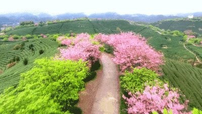 【经典推荐】王清义//七律•暮春赏樱花（图3）