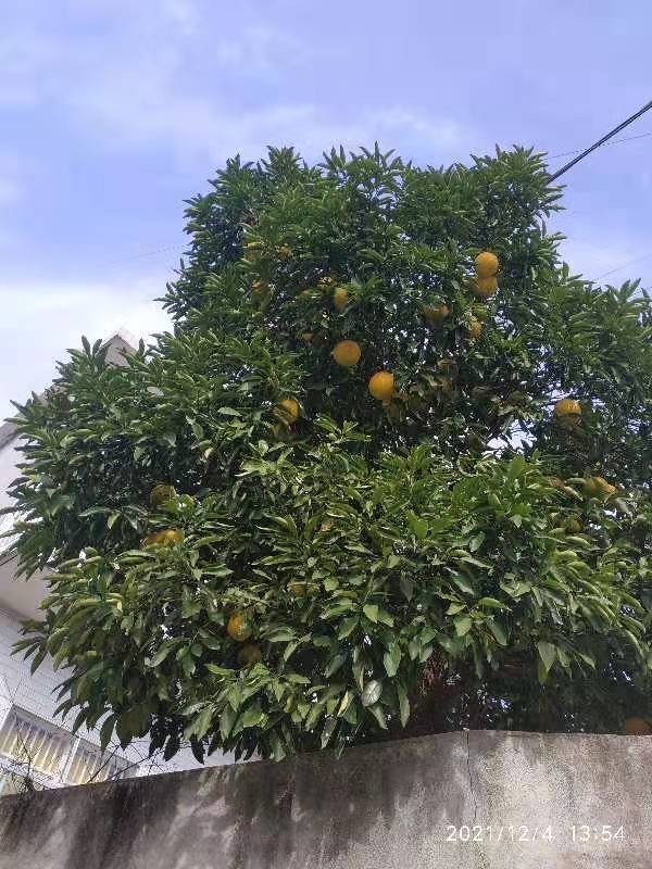 老家的土柚子||作者：邓才升（图3）