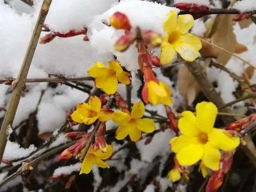 刘林丽诗歌作品《我多么的爱你》主播李华敏 编辑制作刘林丽(图2)