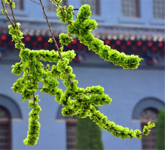 【新山东文学社】《生命里的榆钱树》作者/孤独与快乐 主播/竹林听雨（图4）