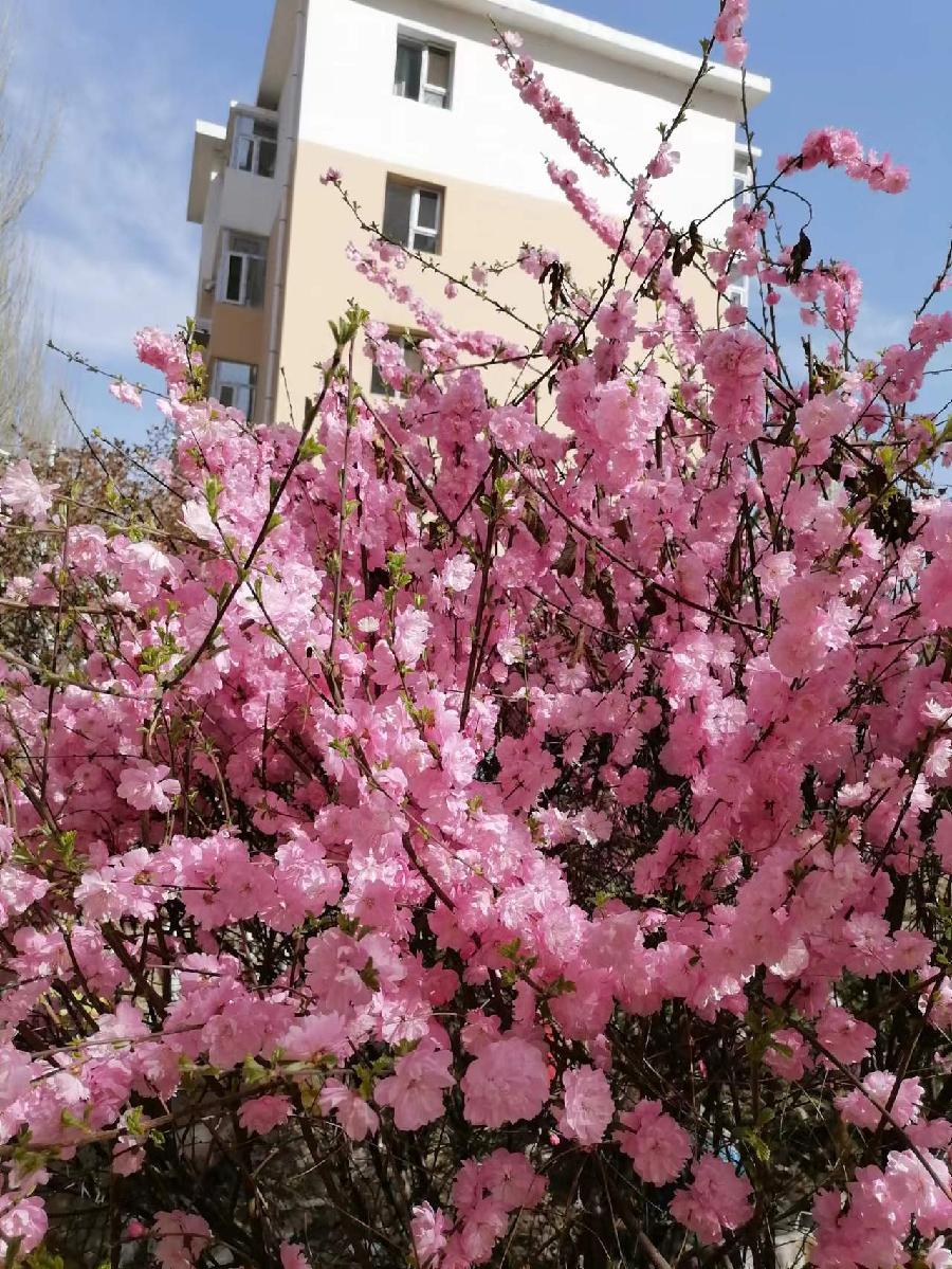 茵陈随笔（图4）