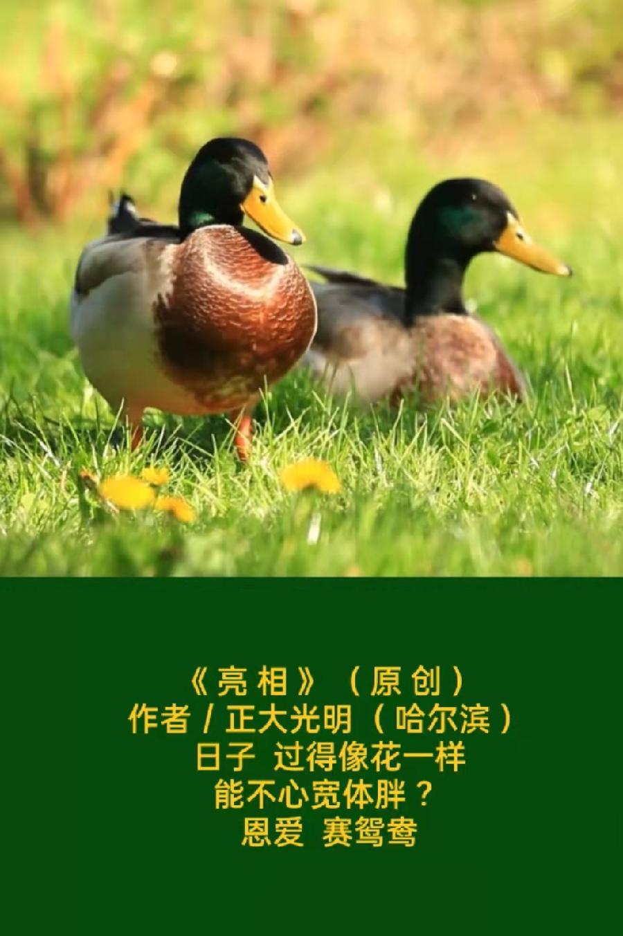 题图微诗三首《 本草纲目 》( 原 创 )作者 / 正大光明 ( 哈尔滨 )京津沪头条(图3)