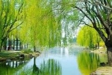 惜别 作者/焦勇 诵读/陈丽娟(图2)