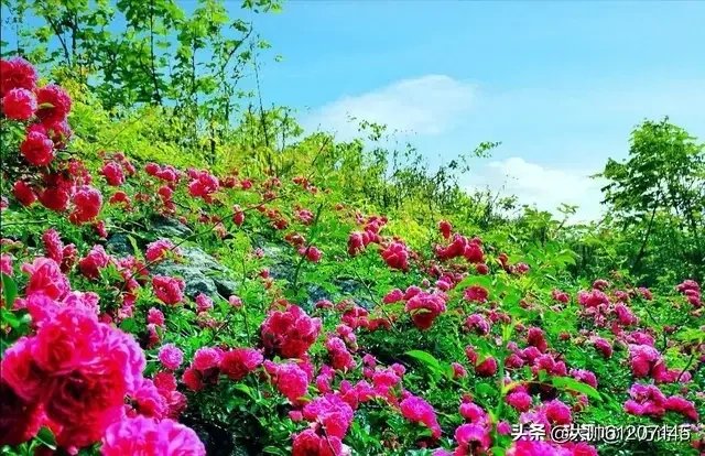 114203795.jpg 鑺辩儌婕?.jpg