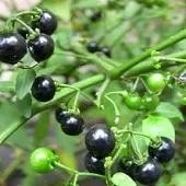 卫建刚老师古风诗词欣赏;主播：老革命;编辑:宋梅【中国长江文学社】有声文学平台第3639期（图3）