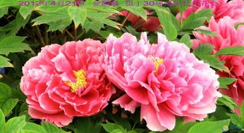 《洛阳牡丹》作者：赵金玉;主播：雯煜;编辑：宋梅【中国长江文学社】有声文学平台第3640期（图4）
