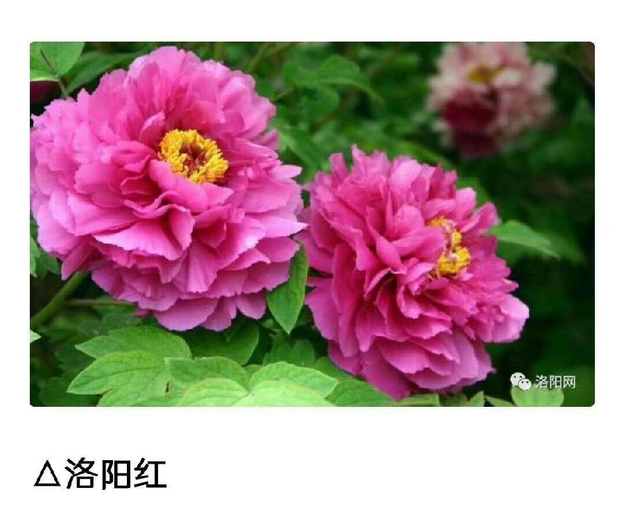 《洛阳牡丹》作者：赵金玉;主播：雯煜;编辑：宋梅【中国长江文学社】有声文学平台第3640期（图6）