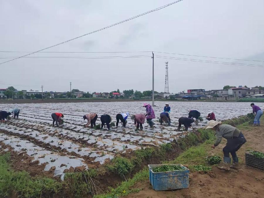 东至大渡口镇:辣椒基地春种忙 乡村振兴奏华章