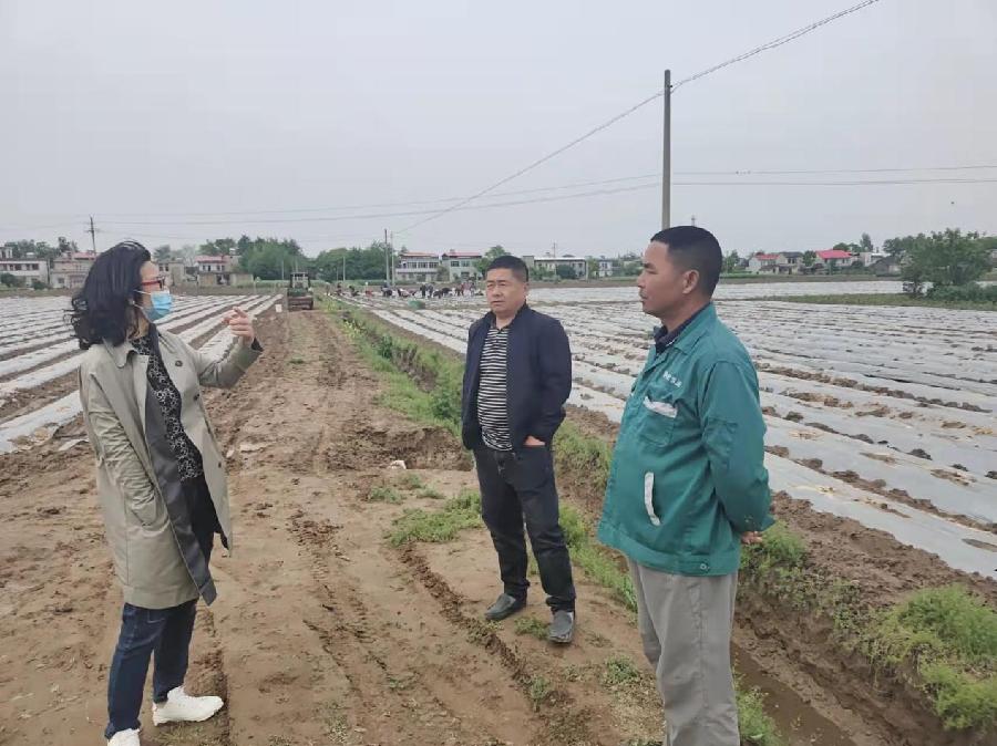 东至大渡口镇:辣椒基地春种忙 乡村振兴奏华章(图2)
