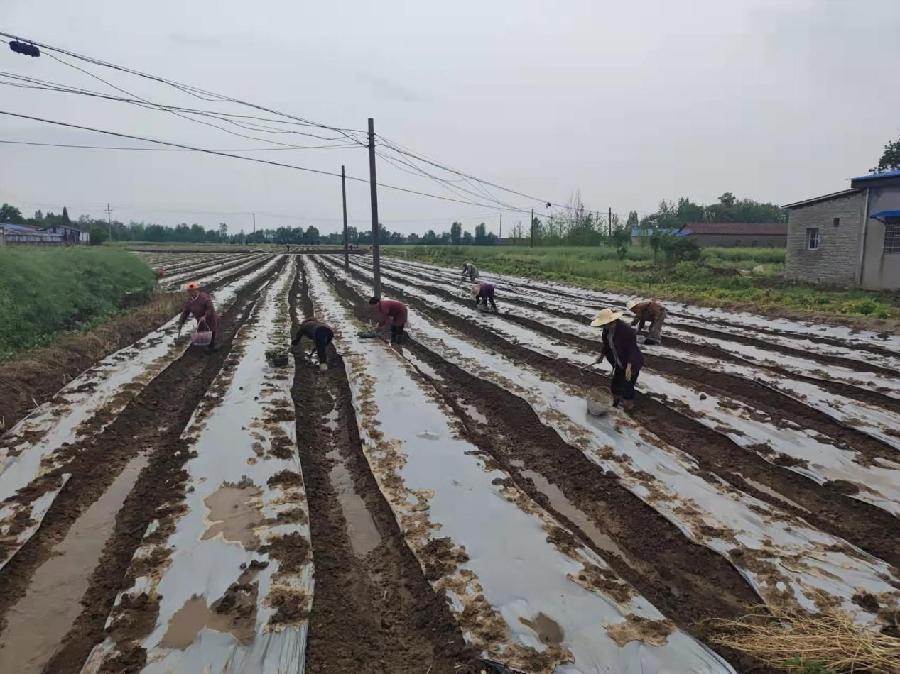 东至大渡口镇:辣椒基地春种忙 乡村振兴奏华章(图4)