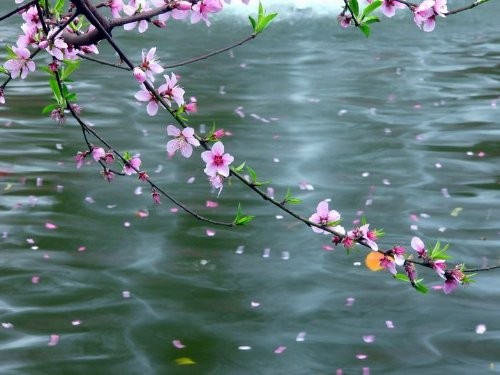 《拈花一笑》作者：仲人;主播：有梦就有远方;编辑：宋梅【中国长江文学社】有声文学平台第3641期（图3）