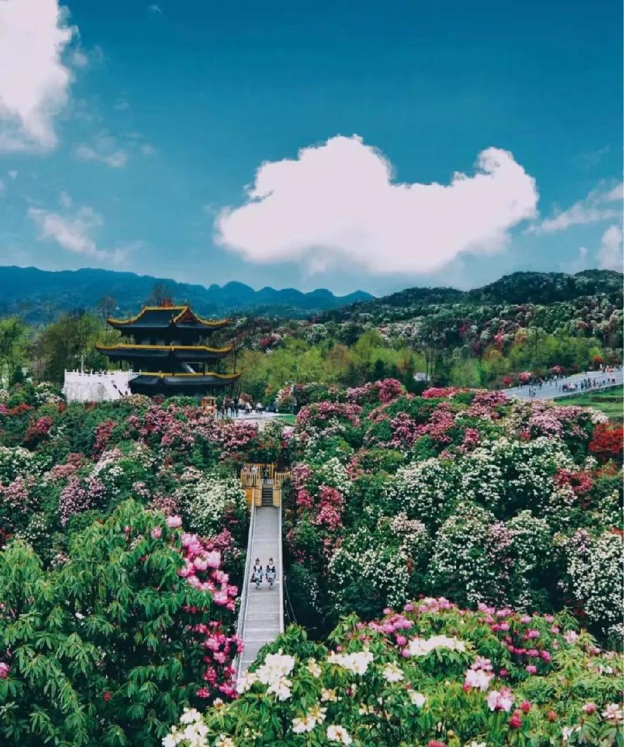 《拈花一笑》作者：仲人;主播：有梦就有远方;编辑：宋梅【中国长江文学社】有声文学平台第3641期（图4）