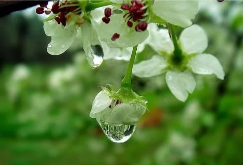 梨花满眼化成诗（图4）