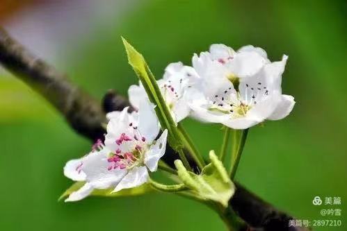 梨花颂Ⅱ文图/吕锦芳（图6）