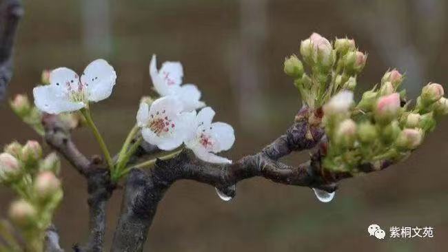 梨花颂Ⅱ文图/吕锦芳（图7）