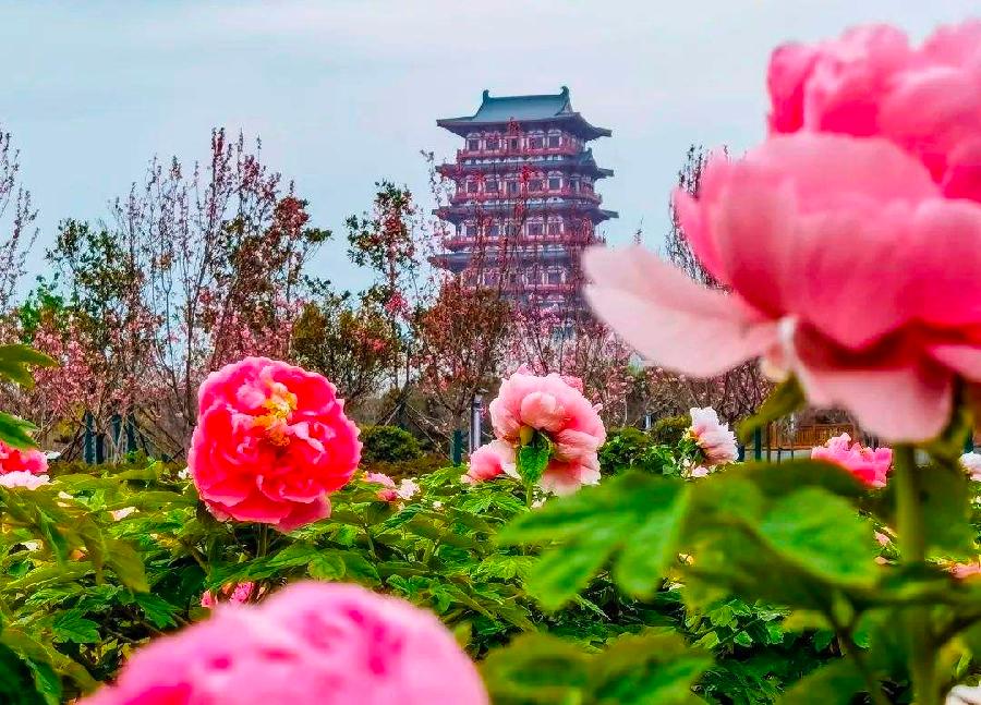 【神都诗社】09期《牡丹》(图34)