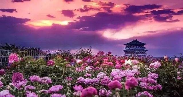 【神都诗社】09期《牡丹》(图38)