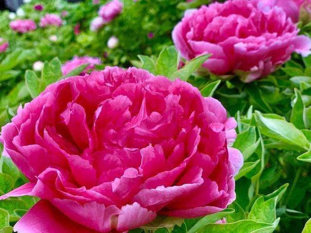 【神都诗社】09期《牡丹》(图23)