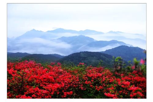 中华诗艺九江格律诗词精品鉴赏（合辑）第1417期（图18）