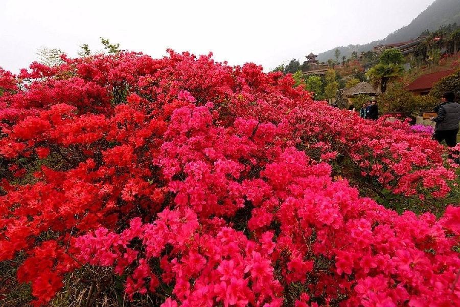 【潇湘文学社】潇湘陶菊诗社《映山红》(总316期)(图9)