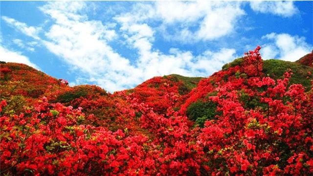 【潇湘文学社】潇湘陶菊诗社《映山红》（总316期）（图24）