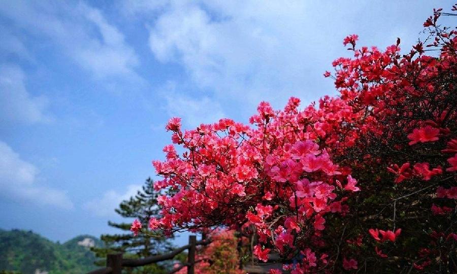 【潇湘文学社】潇湘陶菊诗社《映山红》(总316期)(图27)