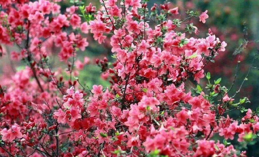 【潇湘文学社】潇湘陶菊诗社《映山红》(总316期)(图26)