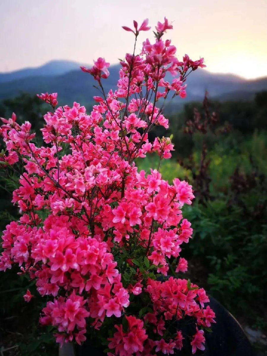 【潇湘文学社】潇湘陶菊诗社《映山红》(总316期)(图28)