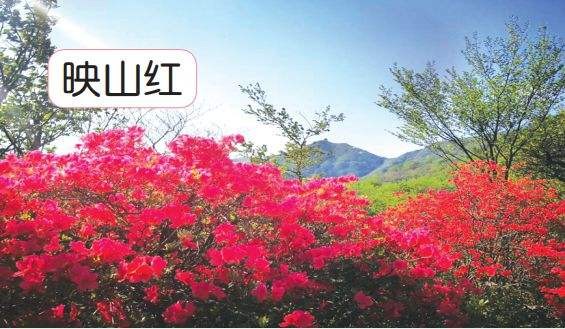 【潇湘文学社】潇湘陶菊诗社《映山红》(总316期)(图31)