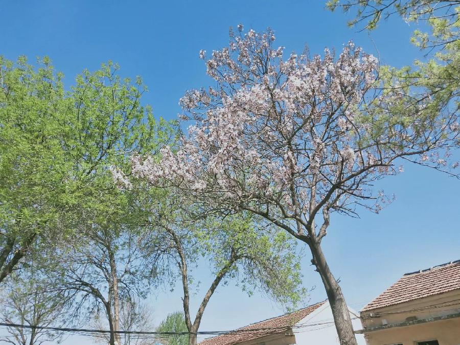 又见梧桐花满天 文/牛孝平