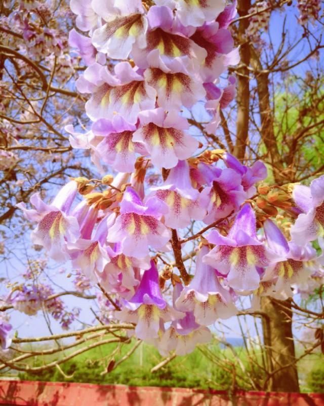又见梧桐花满天 文/牛孝平（图2）