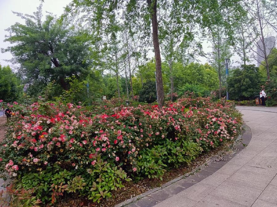 联机全球发布朱庆利精品诗歌（图3）