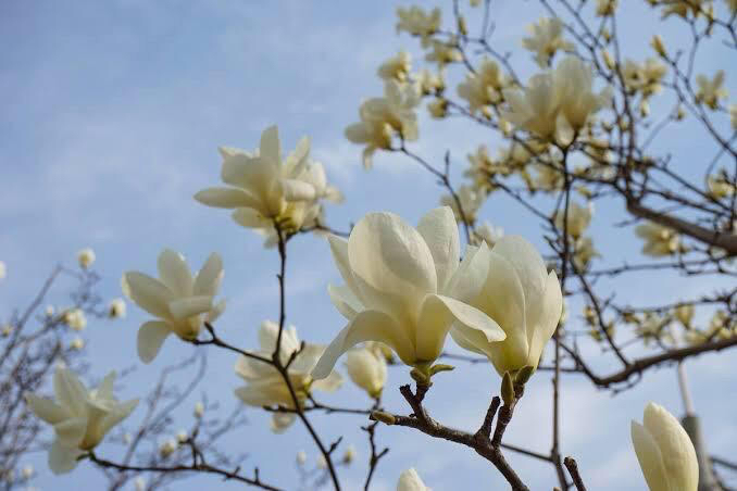 咏玉兰（图5）