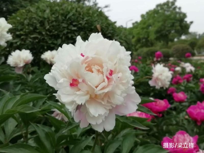 虞美人 只愿梁村牡丹新园开 原作/梁立锋（图8）