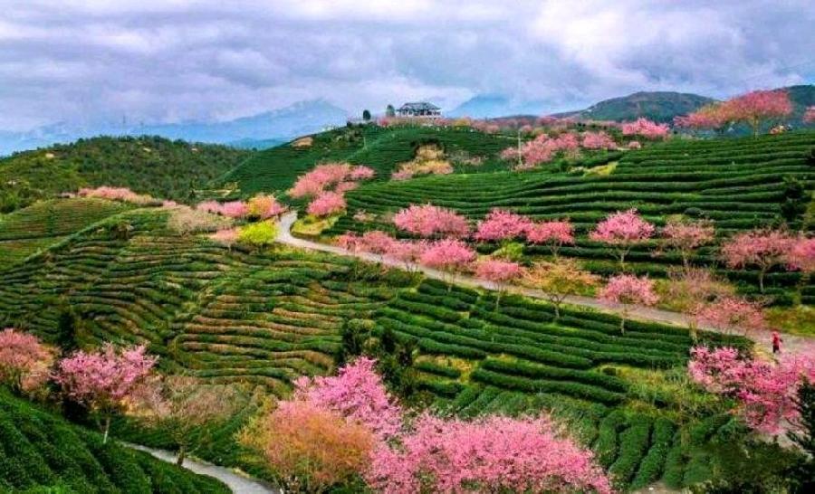 【经典推荐】张汝松老师//咏花｛六首欣赏｝（图3）