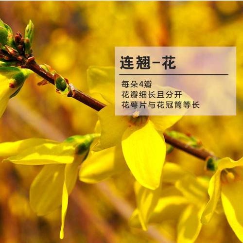 【经典推荐】张汝松老师//咏花｛六首欣赏｝（图5）