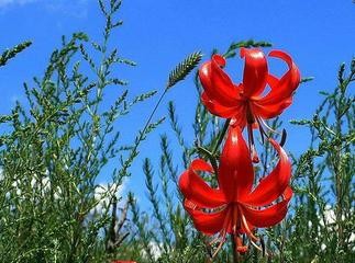 【经典推荐】张汝松老师//咏花｛六首欣赏｝（图7）