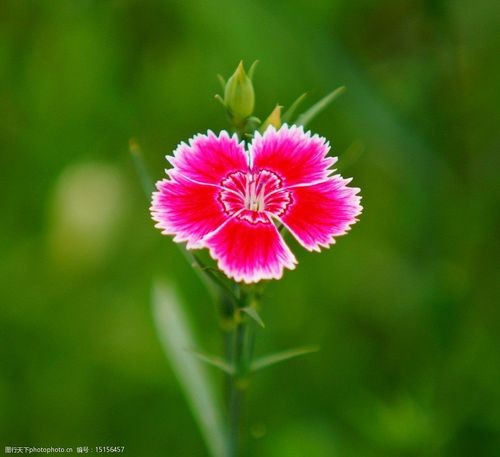 【经典推荐】张汝松老师//咏花｛六首欣赏｝（图6）