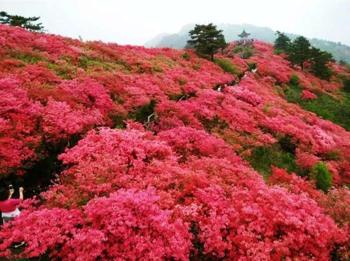 《满山的红杜鹃》作者:春林(图2)