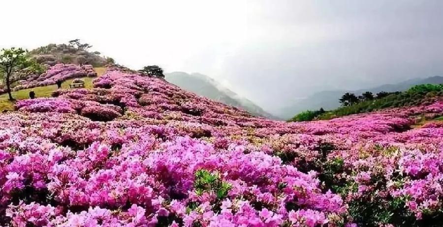 《满山的红杜鹃》作者:春林(图3)