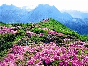 《满山的红杜鹃》作者:春林(图5)