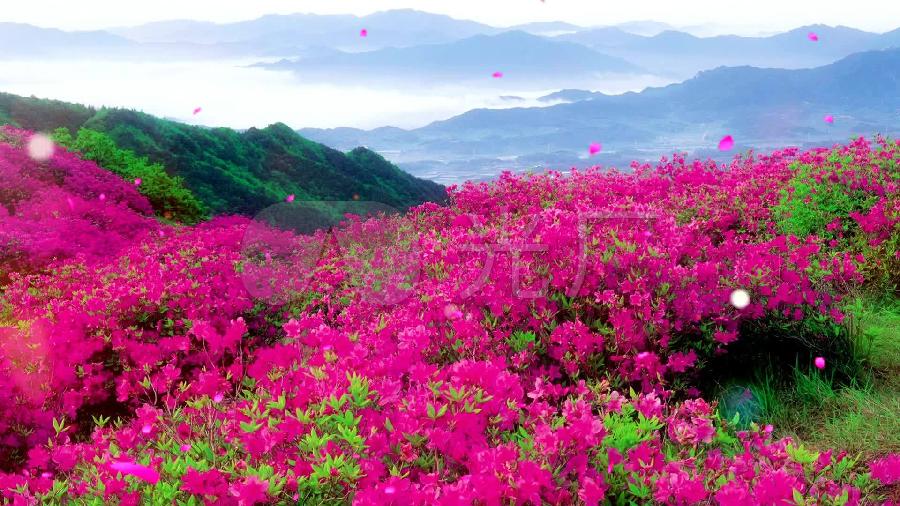 《满山的红杜鹃》作者:春林(图4)