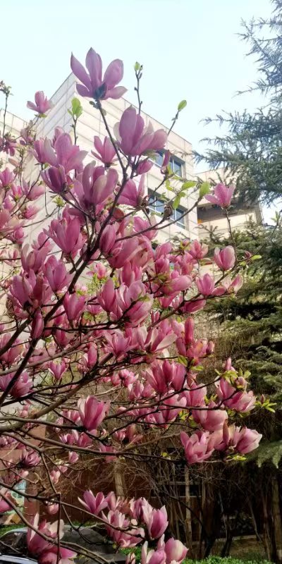 玉兰 | 文/戴其苍，图/绵小蔓