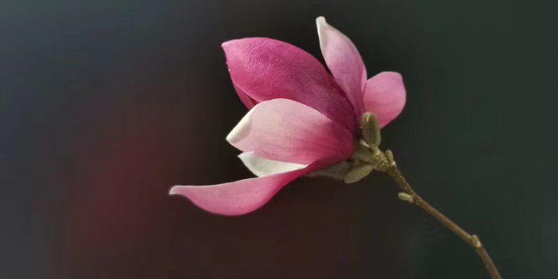 玉兰 | 文/戴其苍，图/绵小蔓（图3）