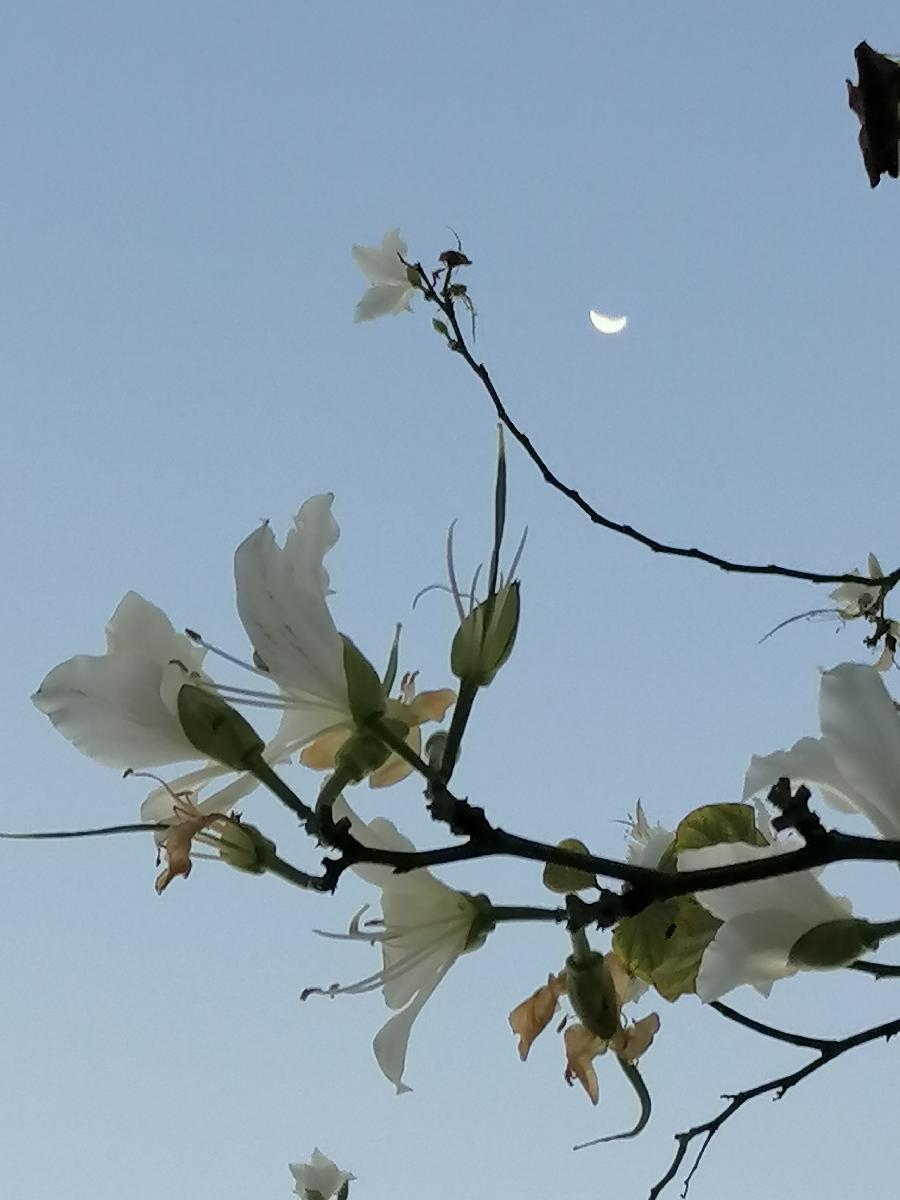 五律 晚芳 ／江冲